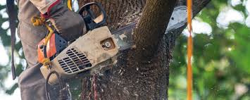 How Our Tree Care Process Works  in  Pipestone, MN