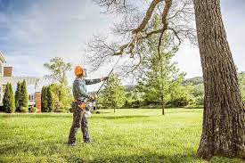 Best Tree Removal  in Pipestone, MN