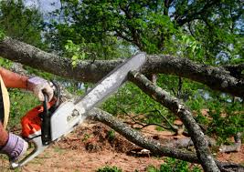 Best Stump Grinding and Removal  in Pipestone, MN