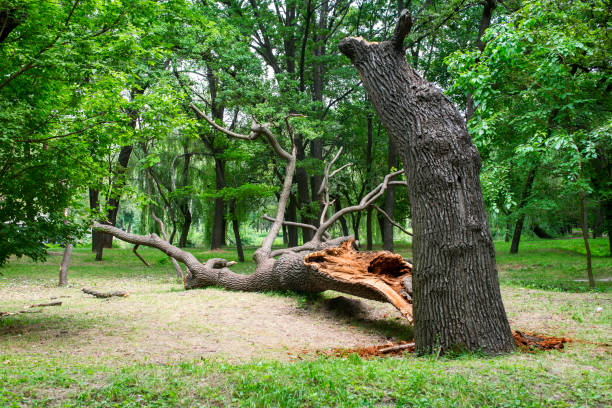 Best Storm Damage Tree Cleanup  in Pipestone, MN