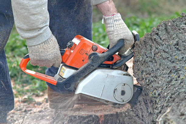 Best Commercial Tree Services  in Pipestone, MN