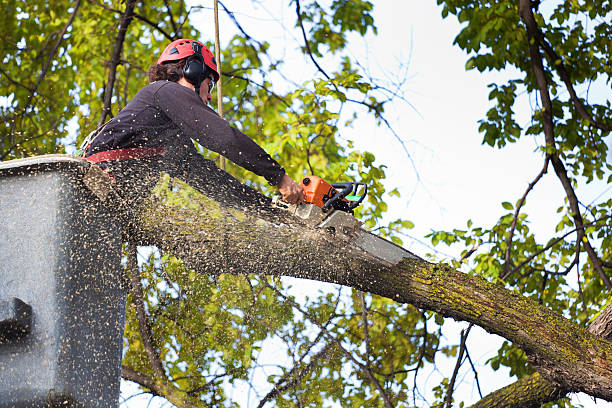 Best Lawn Grading and Leveling  in Pipestone, MN