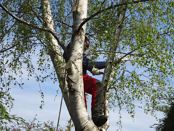 Best Tree Risk Assessment  in Pipestone, MN