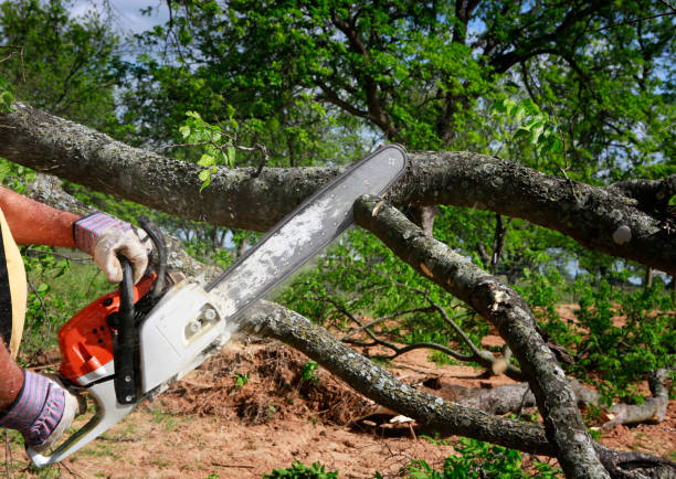 Trusted Pipestone, MN Tree Care Experts